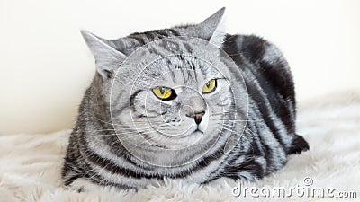 Cat with beautiful eyes Stock Photo