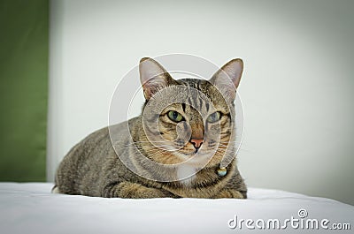 Cat on the bed with blur background. Stock Photo