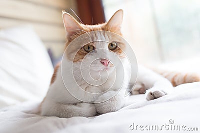Cat on the bed Stock Photo