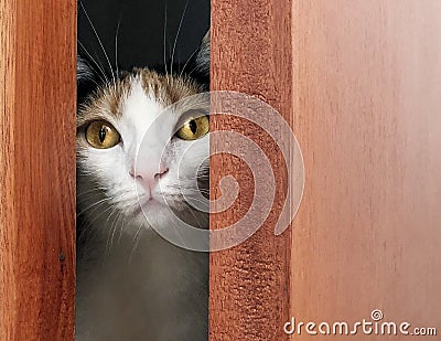 Cat behind ajar door Stock Photo