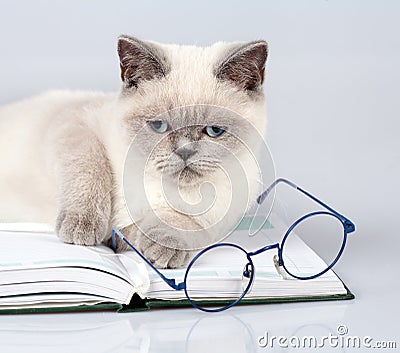 Cat with big glasses lying on the book Stock Photo