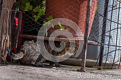 Cat Stock Photo