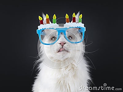 Cat with birthday glasses on black background Stock Photo
