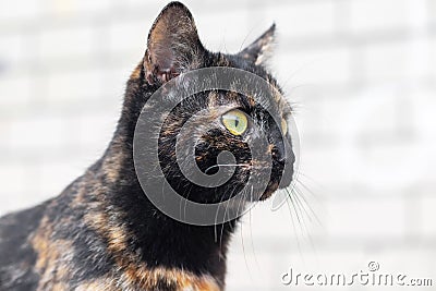 A cat with black and brown fur with an attentive intent gaze Stock Photo