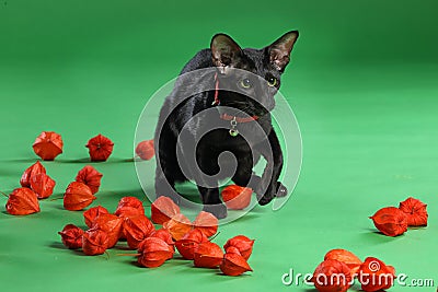 Cat black Siamese Oriental Shorthair Stock Photo