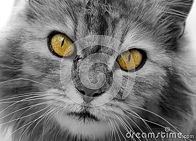 Cat is black and white. Muzzle close-up with yellow eyes Stock Photo