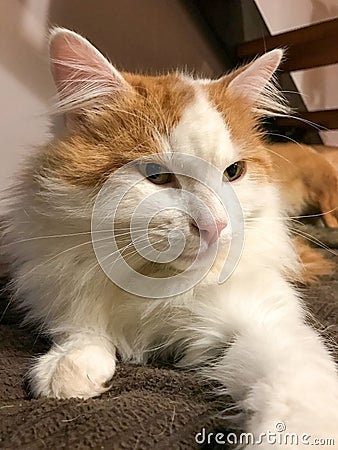A cat on a blanket. Stock Photo