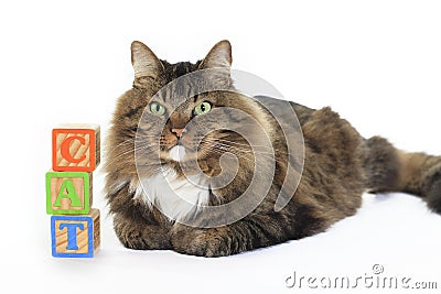 Cat with Blocks Spelling Cat Stock Photo