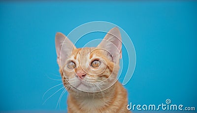 Cat on a blue background Stock Photo