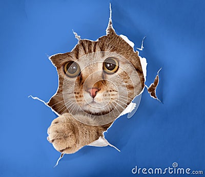 Cat in blue chromakey paper hole Stock Photo