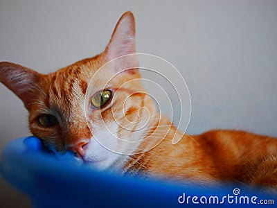 Cat in a bowl Stock Photo