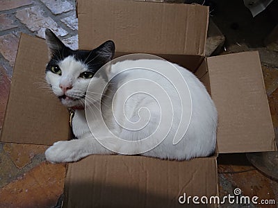 Cat in a Box Stock Photo