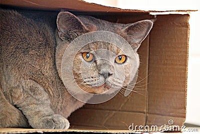 Cat in a box Stock Photo