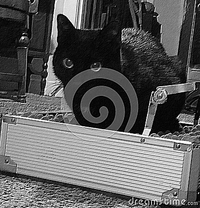 Cat in a box Stock Photo