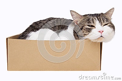 Cat in box Stock Photo