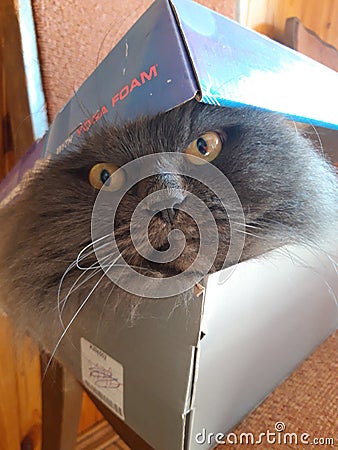 Cat in box Stock Photo