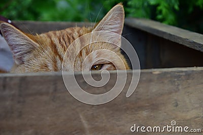 Cat in a wooden box Stock Photo