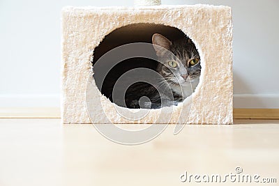 Cat in box shaped hideaway Stock Photo