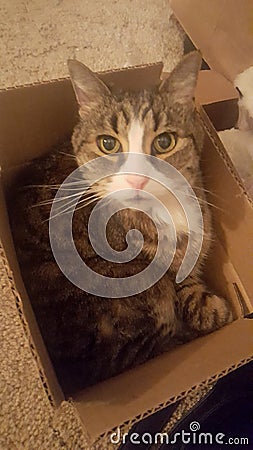 Cat in a box Stock Photo