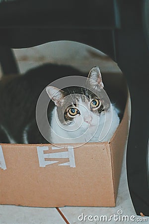 Cat in the box Stock Photo