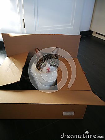 Unboxing the cat Stock Photo