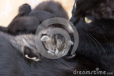 Cat breastfeeding kittens Stock Photo