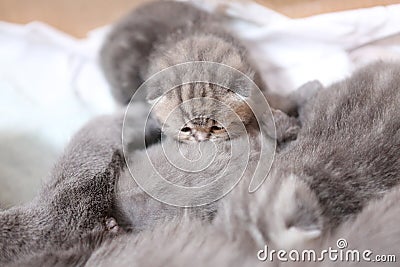 Cat breastfeeding kittens Stock Photo