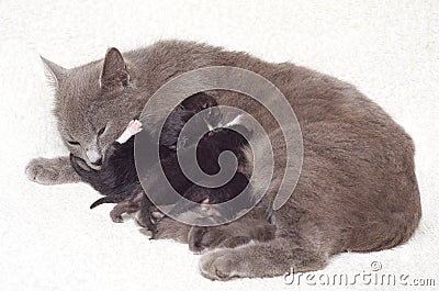 Cat breastfeeding kittens Stock Photo