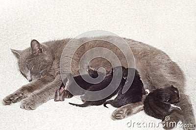 Cat breastfeeds kittens Stock Photo