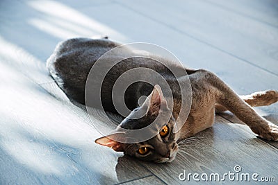 Cat breed Abyssinian lying on the floor in the sunlight Stock Photo