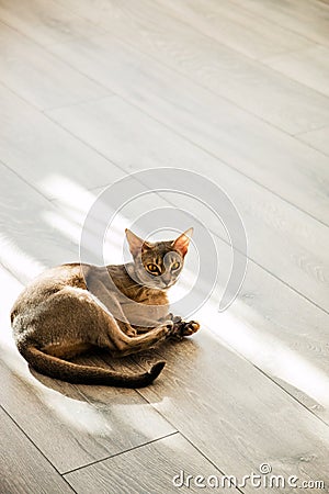 Cat breed Abyssinian lying on the floor in the sunlight Stock Photo