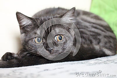 Mysterious look of a cat of breed British Stock Photo