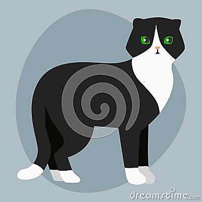 Cat breed british shorthair cute pet portrait fluffy adorable cartoon animal and pretty fun play feline white black Vector Illustration