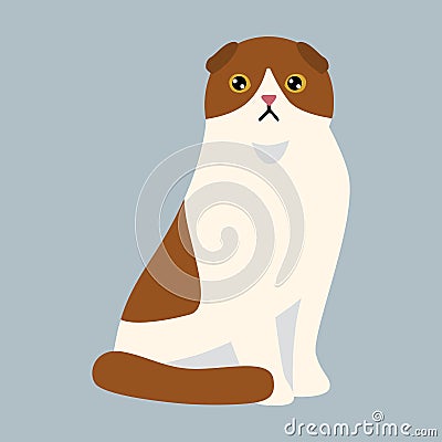 Cat breed british shorthair cute pet white red fluffy adorable cartoon animal and pretty fun play feline sitting mammal Vector Illustration