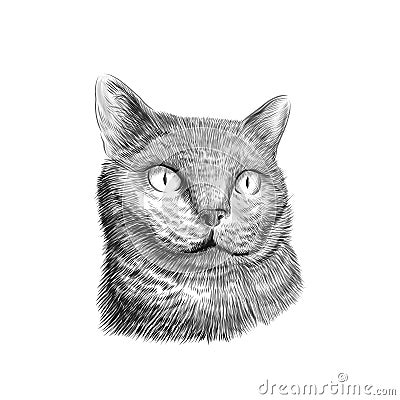 Cat breed British Shorthair face, sketch vector black and white drawing. Hand drawn pet, animal closeup portrait. Vector Vector Illustration