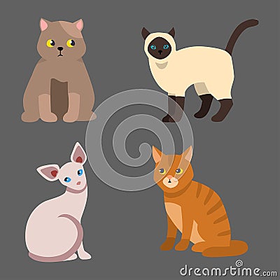 Cat breed cute pet portrait fluffy young adorable cartoon animal and pretty fun play feline sitting mammal domestic Vector Illustration