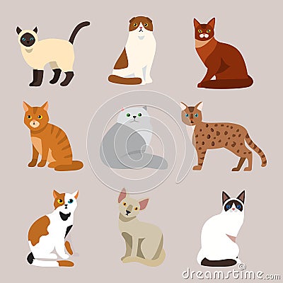 Cat breed cute pet portrait fluffy young adorable cartoon animal and pretty fun play feline sitting mammal domestic Vector Illustration