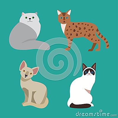 Cat breed cute pet portrait fluffy young adorable cartoon animal and pretty fun play feline sitting mammal domestic Vector Illustration