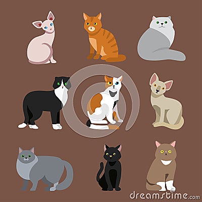 Cat breed cute pet portrait fluffy young adorable cartoon animal and pretty fun play feline sitting mammal domestic Vector Illustration