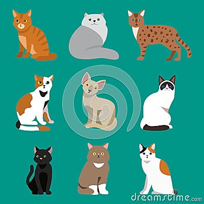 Cat breed cute pet portrait fluffy young adorable cartoon animal and pretty fun play feline sitting mammal domestic Vector Illustration