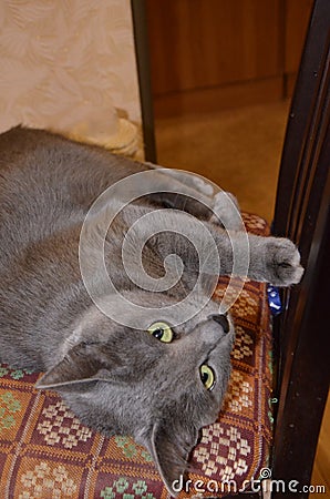 Cat breed Russian blue gray silver-gray color with green-yellow eyes. Stock Photo