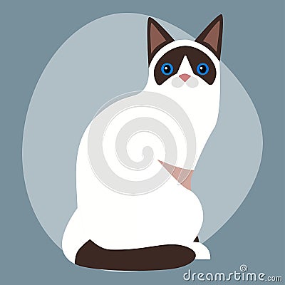 Cat breed siamese cute pet portrait fluffy white black adorable cartoon animal and pretty fun feline sitting mammal Vector Illustration