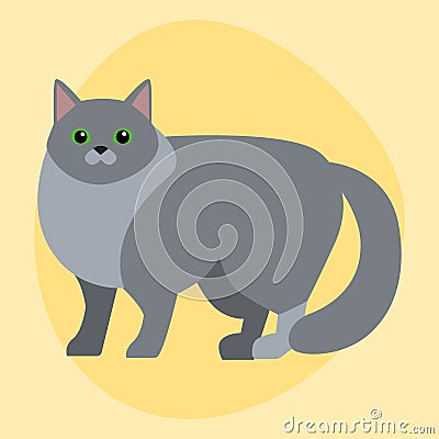 Cat breed siberian cute pet portrait fluffy gray adorable cartoon animal and pretty fun play feline sitting mammal Vector Illustration