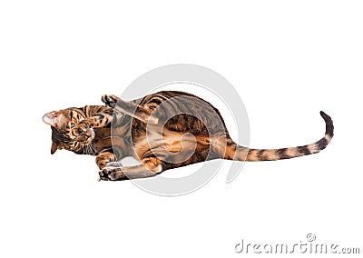 Cat breed Toyger playing with toy mouse. Stock Photo