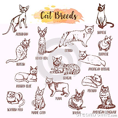 Cat breed and vet care icon set. Hand drawn cats types. Sketch of kitten. Maine coon, manx, siamese and othe breeds Vector Illustration