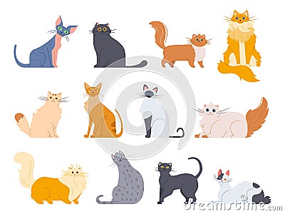 Cat breeds. Cute fluffy cats, maine coon, bobtail, siamese cat and funny sphynx cat, pedigree breeds pets isolated Vector Illustration