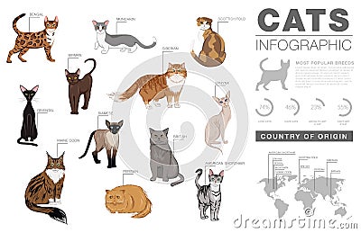 Cat breeds infographic template, vector icons Vector Illustration