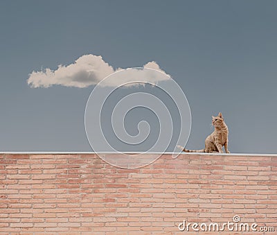 Cat on a bricks wall Stock Photo