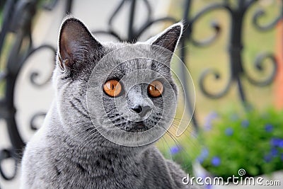 Cat British blue shorthair Stock Photo