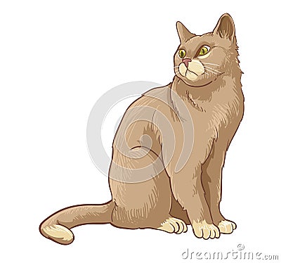 Cat brown in white background Stock Photo